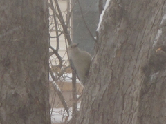 Melanerpes carolinus