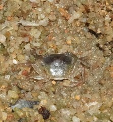 Cryptopotamon anacoluthon