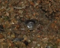 Cryptopotamon anacoluthon