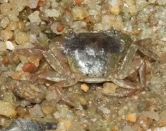 Cryptopotamon anacoluthon