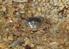 Cryptopotamon anacoluthon