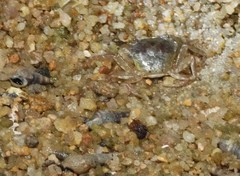 Cryptopotamon anacoluthon