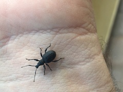 Otiorhynchus armatus