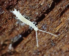 Symphyla