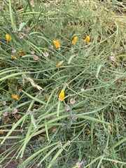 Eschscholzia californica
