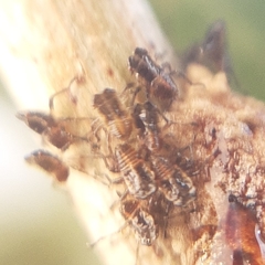 Aetalion reticulatum