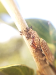 Aetalion reticulatum