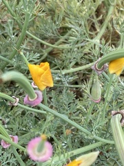 Eschscholzia californica