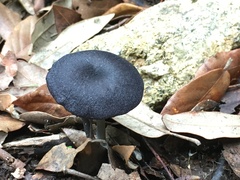 Entoloma corvinum