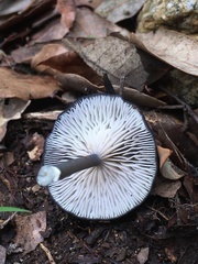 Entoloma corvinum