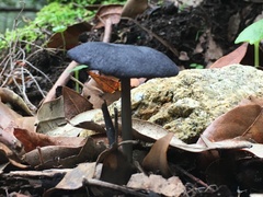 Entoloma corvinum