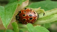 Anatis ocellata