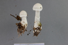 Cortinarius mariae