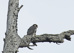 Falco peregrinus anatum