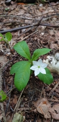 Lysimachia europaea