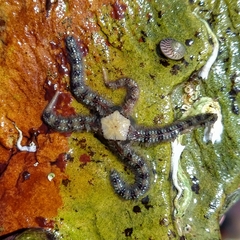 Ophioderma