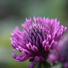 Trifolium alpestre
