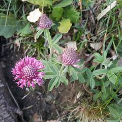 Trifolium alpestre