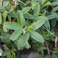 Trifolium alpestre