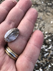 Dreissena polymorpha