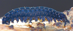 Ooperipatellus