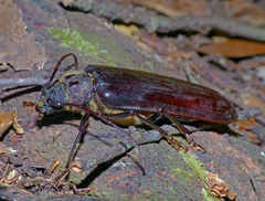 Toxeutes arcuatus