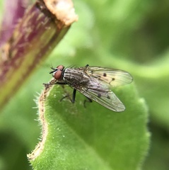Anthomyia punctipennis