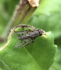 Anthomyia punctipennis