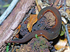 Australopacifica mortoni