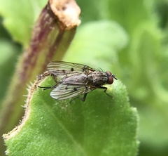 Anthomyia punctipennis