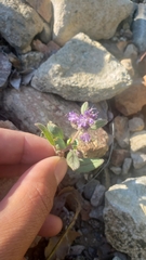 Phacelia vallicola