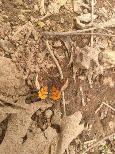 Red-winged Wave Moth photo 5