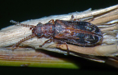 Dasytomima rachelae