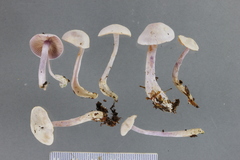 Cortinarius laquellus