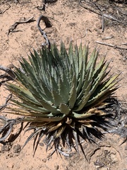 Agave utahensis