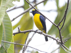 Euphonia trinitatis