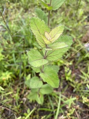 Eupatorium rotundifolium