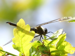 Somatochlora arctica