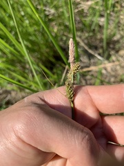 Carex vestita