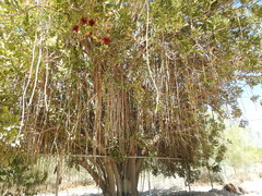 Kigelia africana