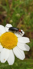 Heliotaurus ruficollis