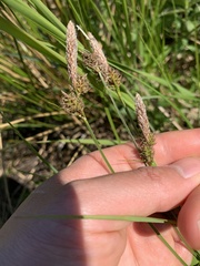 Carex vestita