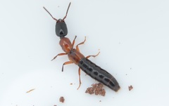 Xantholinus elegans