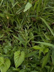 Steinchisma laxum