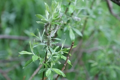 Salix × smithiana