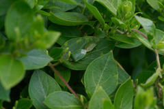 Nezara viridula