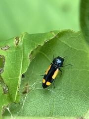 Ptosima gibbicollis