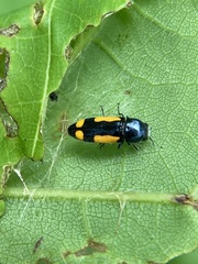 Ptosima gibbicollis