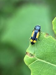 Ptosima gibbicollis