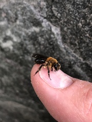 Andrena dunningi